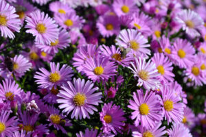 Aster,Alpinus.,Beautiful,Flower,Abstract,Background,Of,Nature.,Astra,Perennial.